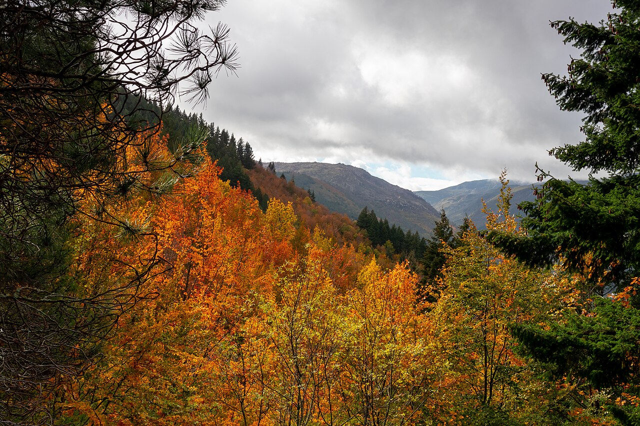 bosque sao lourenço