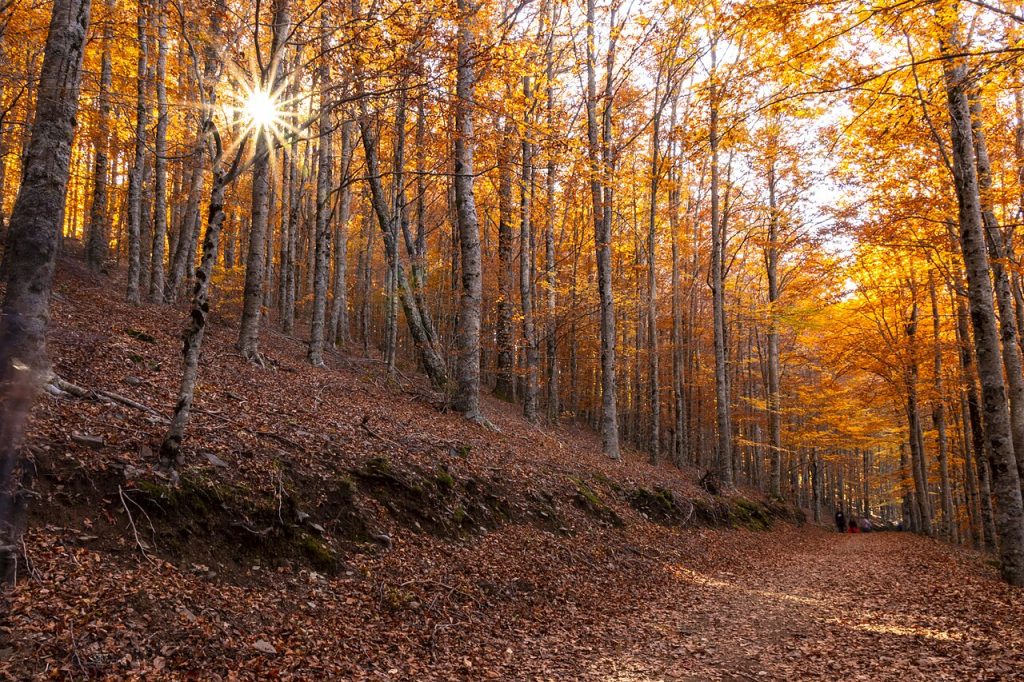 Bosque das Faias no outono: um dos lugares mais mágicos da Serra da Estrela